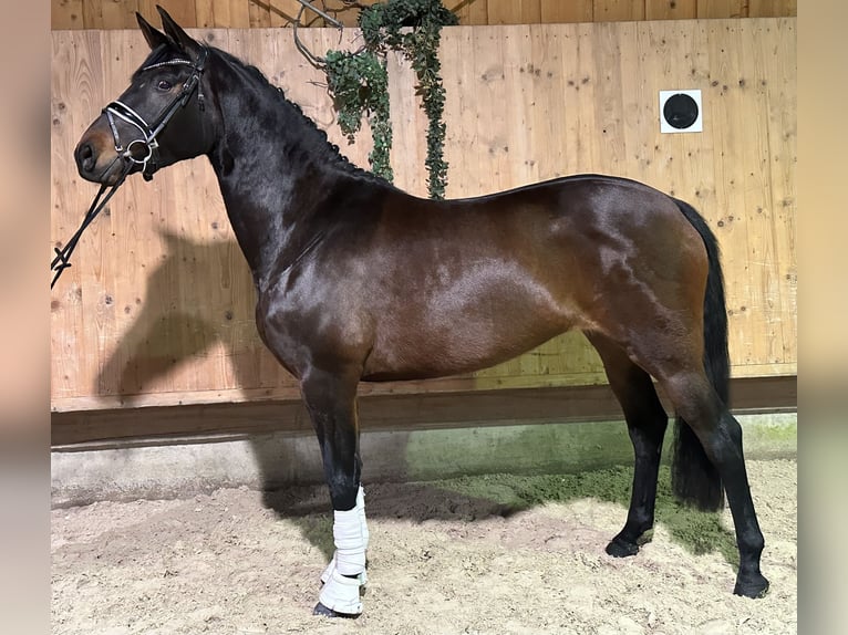 Trakehner Merrie 5 Jaar 160 cm Donkerbruin in Riedlingen