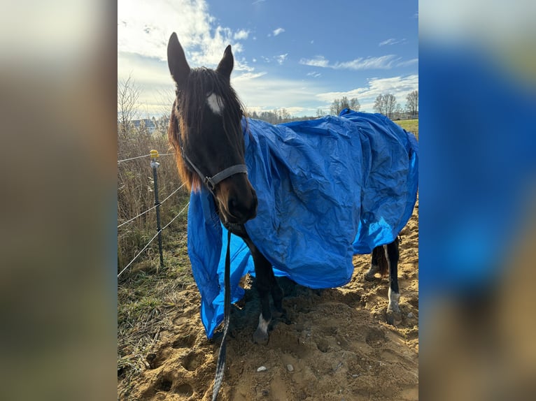 Trakehner Merrie 5 Jaar 160 cm in RotT