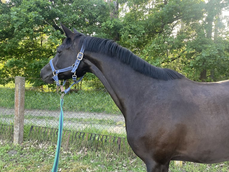 Trakehner Merrie 5 Jaar 160 cm Zwart in Boizenburg
