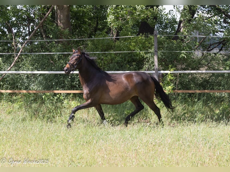 Trakehner Merrie 5 Jaar 161 cm Donkerbruin in Schönewalde