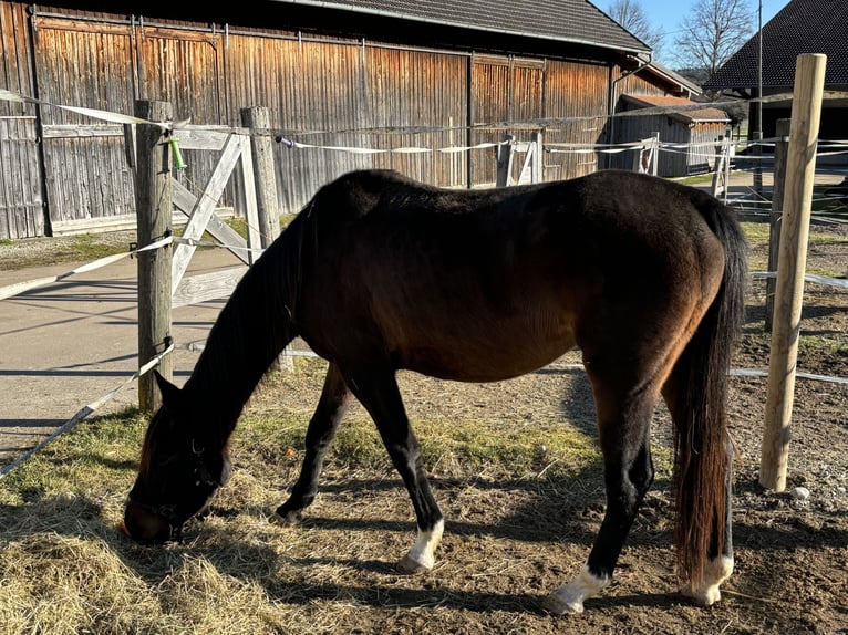 Trakehner Merrie 5 Jaar 161 cm Donkerbruin in Rott