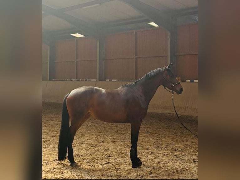 Trakehner Merrie 5 Jaar 162 cm Bruin in Dannenberg (Elbe) Klein Heide