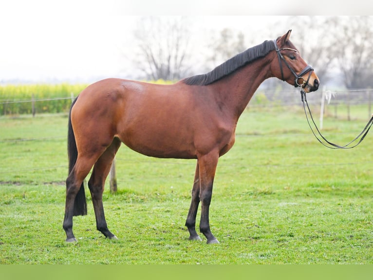 Trakehner Merrie 5 Jaar 163 cm Bruin in Günzburg