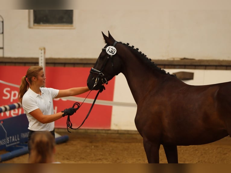 Trakehner Merrie 5 Jaar 163 cm Zwart in Nümbrecht