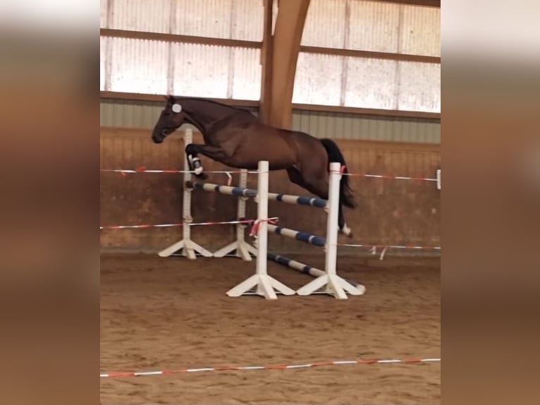 Trakehner Merrie 5 Jaar 164 cm Bruin in Majenfelde