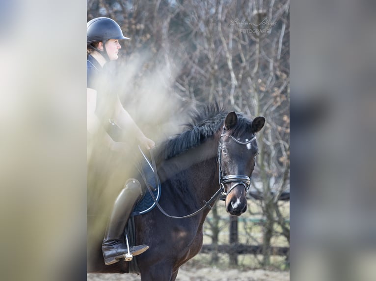 Trakehner Merrie 5 Jaar 164 cm Donkerbruin in Döhle