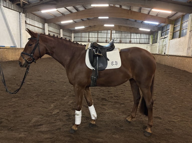 Trakehner Merrie 5 Jaar 164 cm Donkere-vos in Scharbeutz