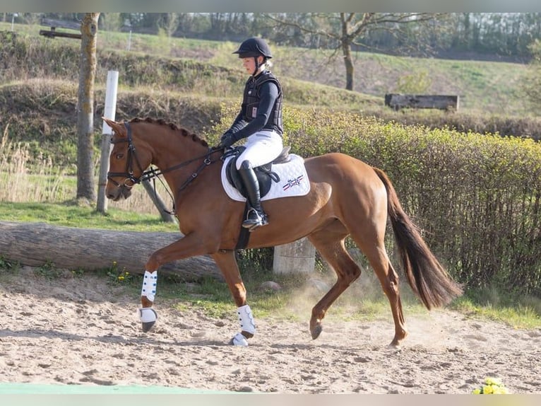 Trakehner Merrie 5 Jaar 164 cm Donkere-vos in Scharbeutz