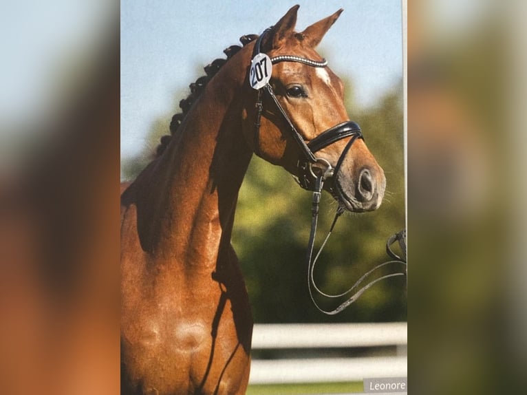 Trakehner Merrie 5 Jaar 164 cm Vos in Burgkirchen an der Alz