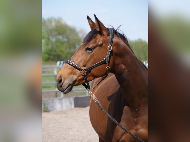 Trakehner Merrie 5 Jaar 165 cm Bruin in Günzburg