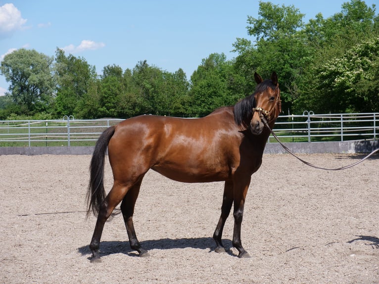Trakehner Merrie 5 Jaar 165 cm Bruin in Günzburg