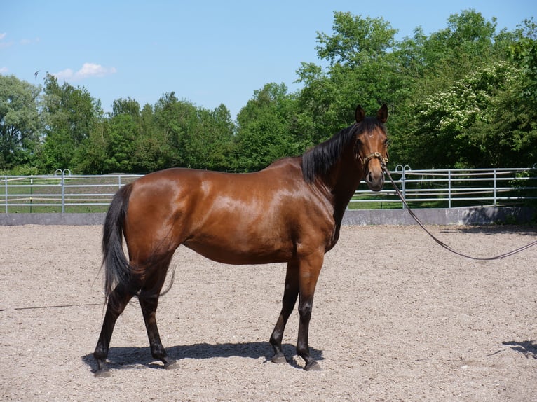 Trakehner Merrie 5 Jaar 165 cm Bruin in Günzburg