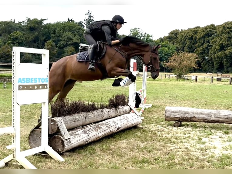 Trakehner Merrie 5 Jaar 165 cm Bruin in Heiligenhaus