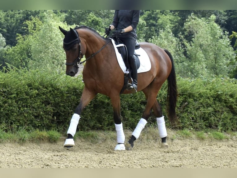 Trakehner Merrie 5 Jaar 165 cm Bruin in Heiligenhaus