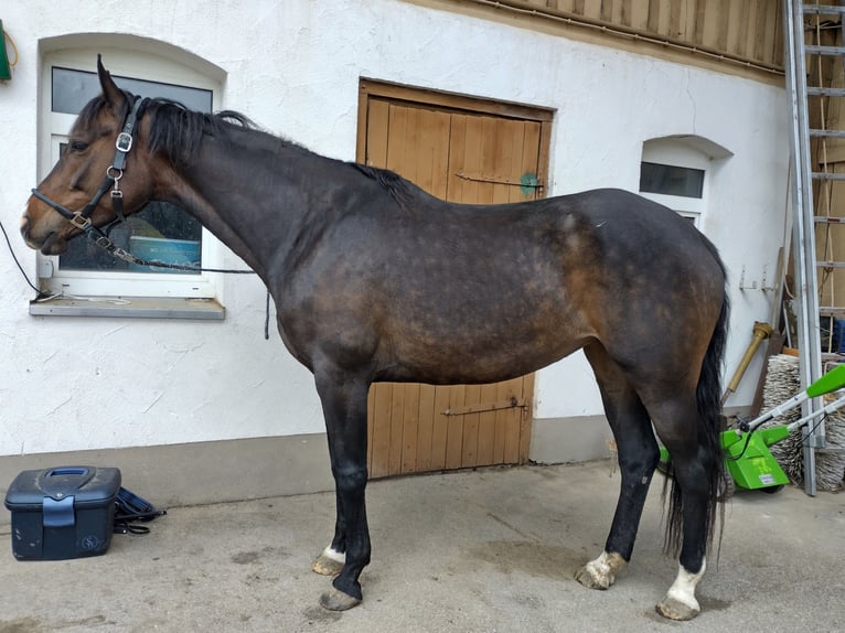 Trakehner Merrie 5 Jaar 165 cm Donkerbruin in Weitnau