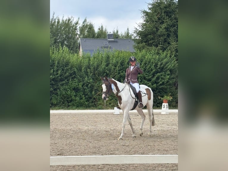 Trakehner Merrie 5 Jaar 165 cm Gevlekt-paard in Oschatz