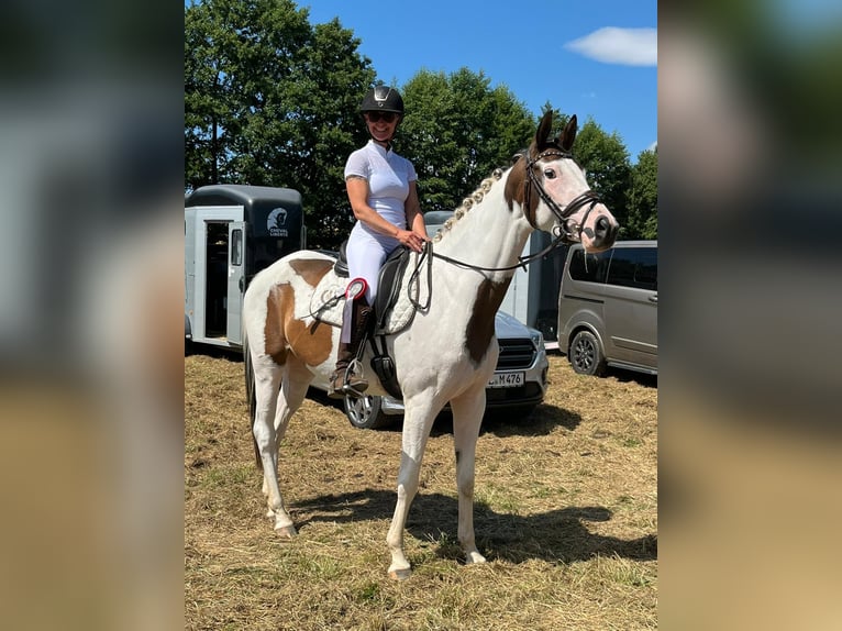Trakehner Merrie 5 Jaar 165 cm Gevlekt-paard in Oschatz