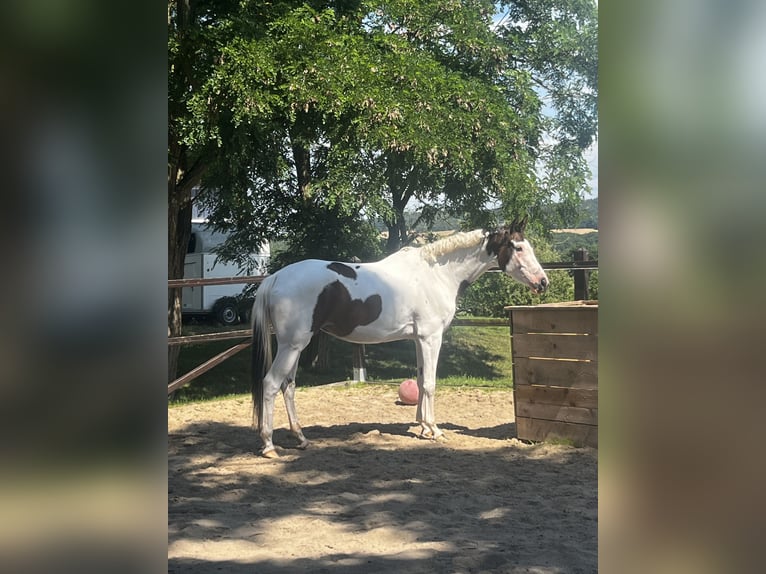 Trakehner Merrie 5 Jaar 165 cm Gevlekt-paard in Oschatz