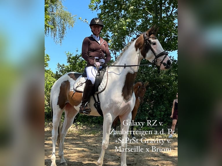 Trakehner Merrie 5 Jaar 165 cm Gevlekt-paard in Oschatz