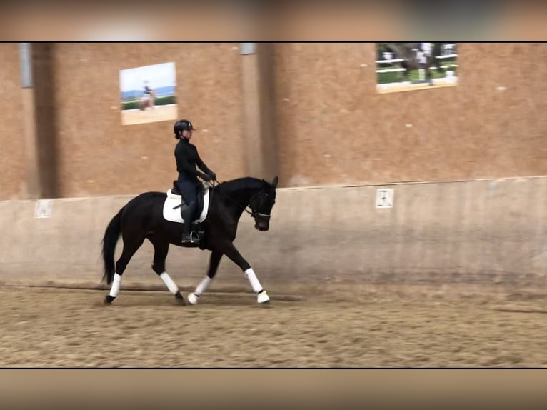 Trakehner Merrie 5 Jaar 165 cm Zwartbruin in Mehrnbach