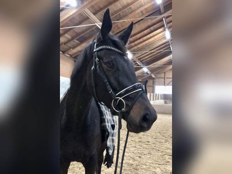 Trakehner Merrie 5 Jaar 165 cm Zwartbruin in Mehrnbach