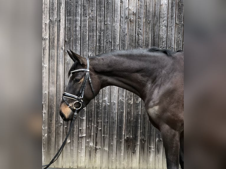 Trakehner Merrie 5 Jaar 165 cm Zwartbruin in Mehrnbach