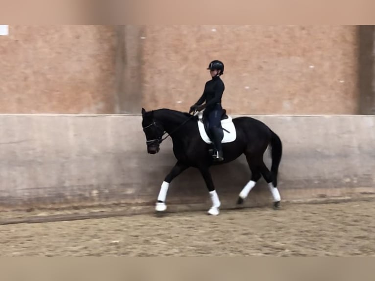 Trakehner Merrie 5 Jaar 165 cm Zwartbruin in Mehrnbach