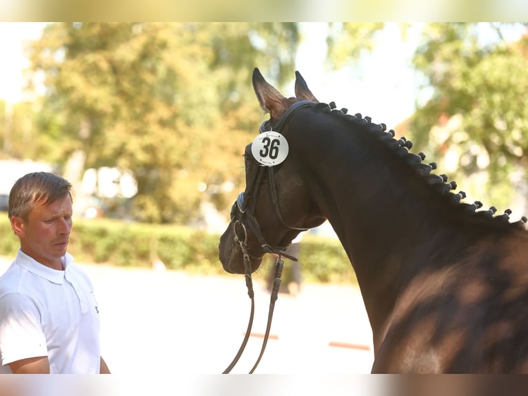 Trakehner Merrie 5 Jaar 166 cm Zwart in Regesbostel