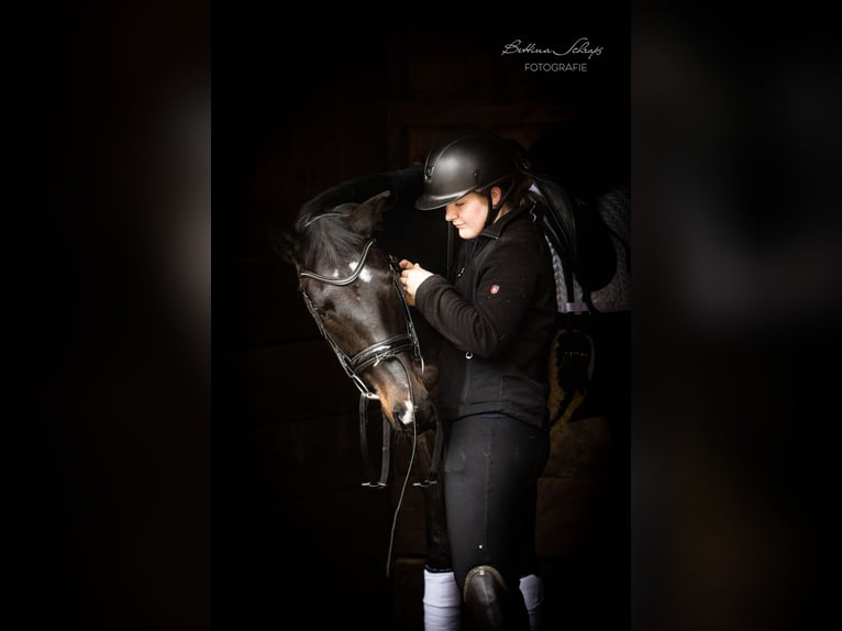 Trakehner Merrie 5 Jaar 166 cm Zwartbruin in Döhle