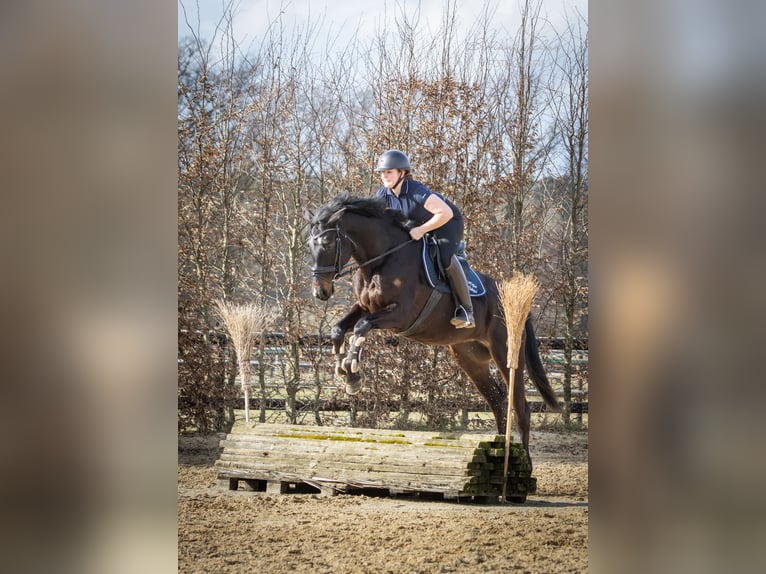 Trakehner Merrie 5 Jaar 166 cm Zwartbruin in Döhle