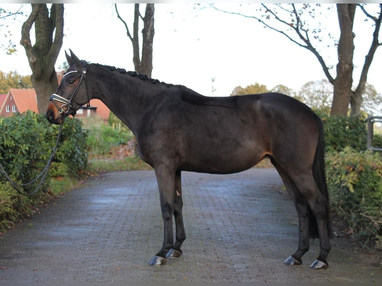 Trakehner Merrie 5 Jaar 167 cm Bruin in Ahlerstedt