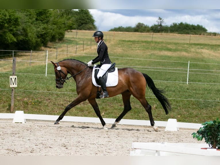 Trakehner Merrie 5 Jaar 167 cm Bruin in Wolfhagen