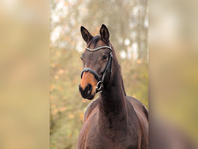 Trakehner Merrie 5 Jaar 167 cm Bruin in Bodenfelde/Nienovee