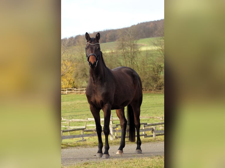 Trakehner Merrie 5 Jaar 167 cm Bruin in Bodenfelde/Nienovee