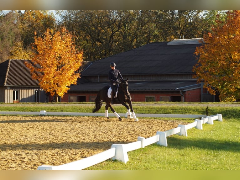 Trakehner Merrie 5 Jaar 167 cm Donkerbruin in Bodenfelde