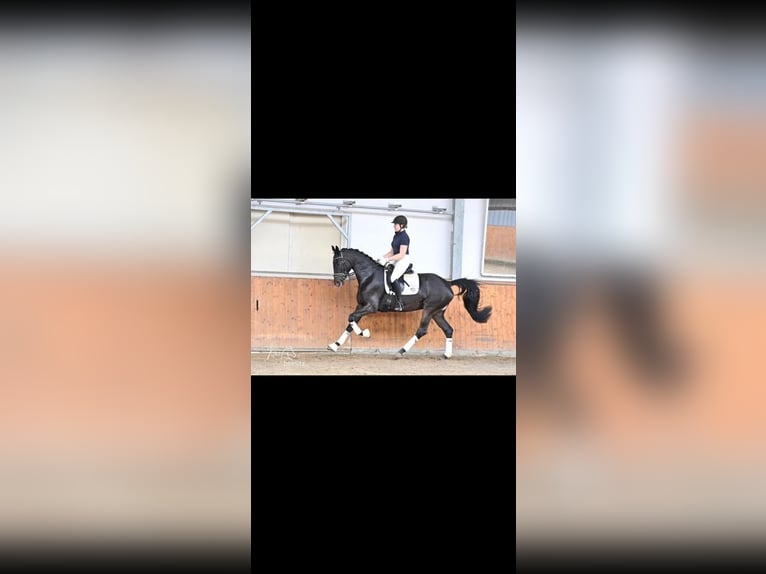 Trakehner Merrie 5 Jaar 167 cm Donkerbruin in Bodenfelde