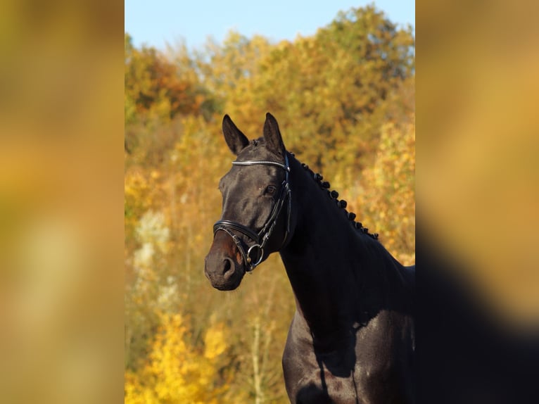Trakehner Merrie 5 Jaar 167 cm Donkerbruin in Bodenfelde