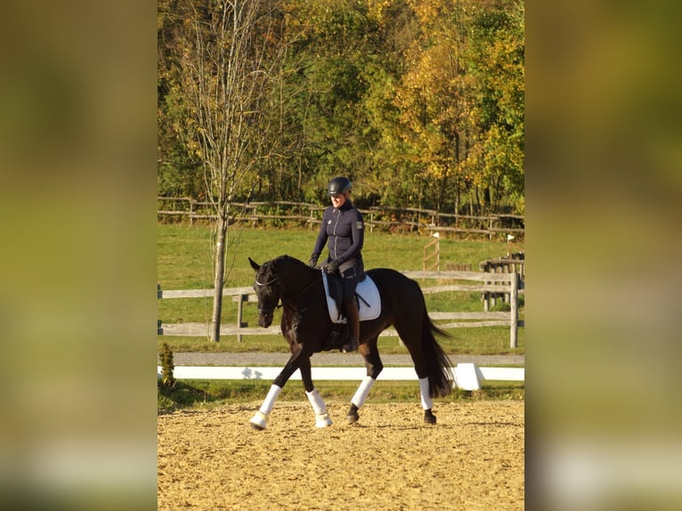 Trakehner Merrie 5 Jaar 167 cm Donkerbruin in Bodenfelde