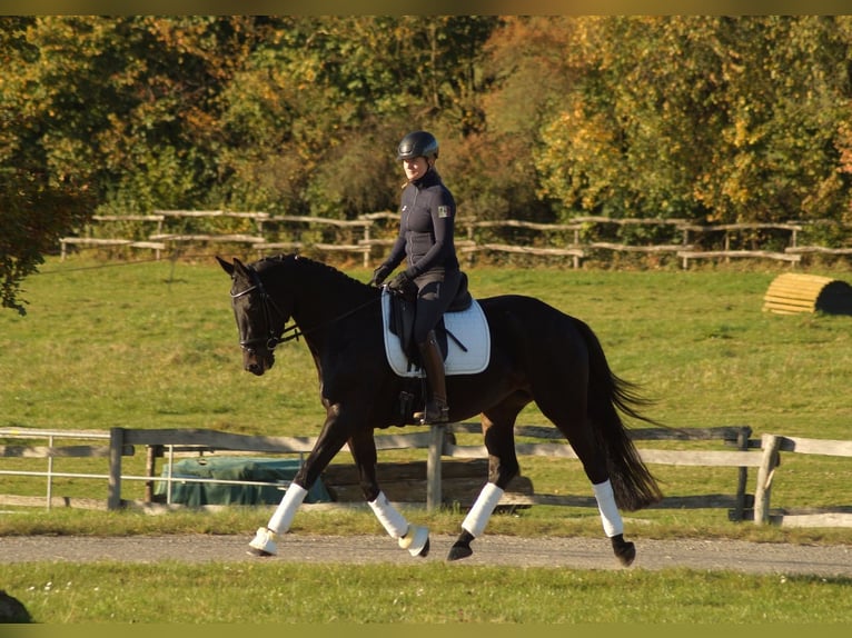 Trakehner Merrie 5 Jaar 167 cm Donkerbruin in Bodenfelde