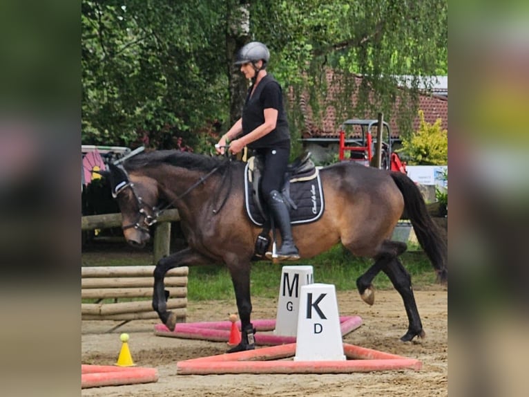 Trakehner Merrie 5 Jaar 167 cm Donkerbruin in Adelsried