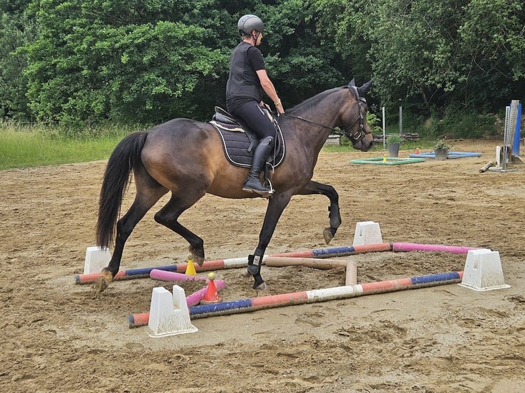 Trakehner Merrie 5 Jaar 167 cm Donkerbruin in Adelsried