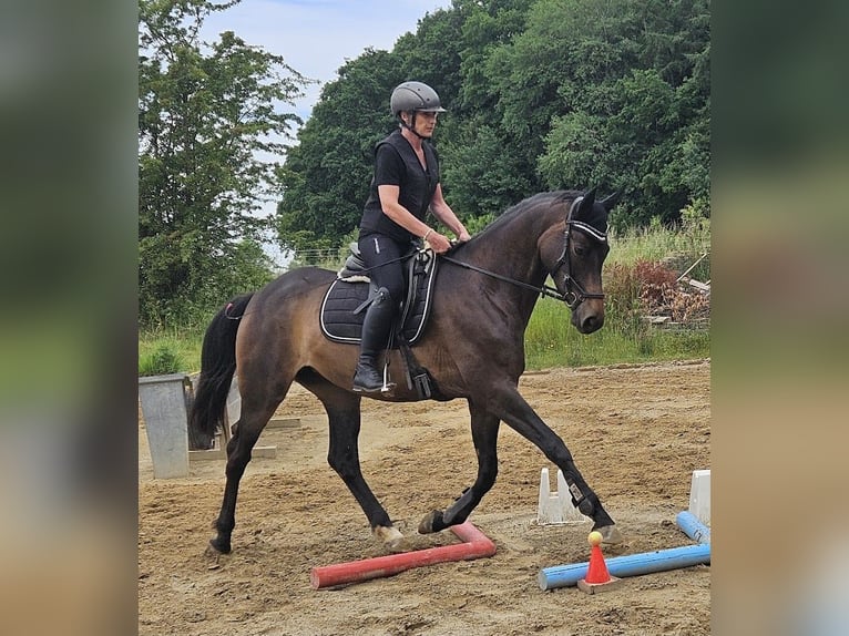 Trakehner Merrie 5 Jaar 167 cm Donkerbruin in Adelsried