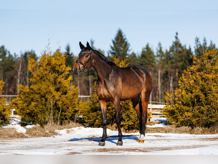 Trakehner Merrie 5 Jaar 167 cm Roodbruin in Vilnius
