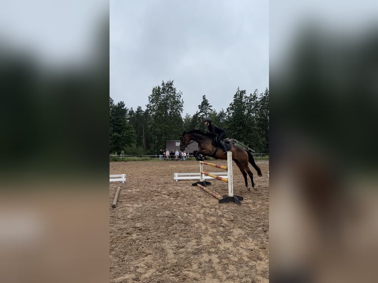 Trakehner Merrie 5 Jaar 167 cm Roodbruin in Vilnius