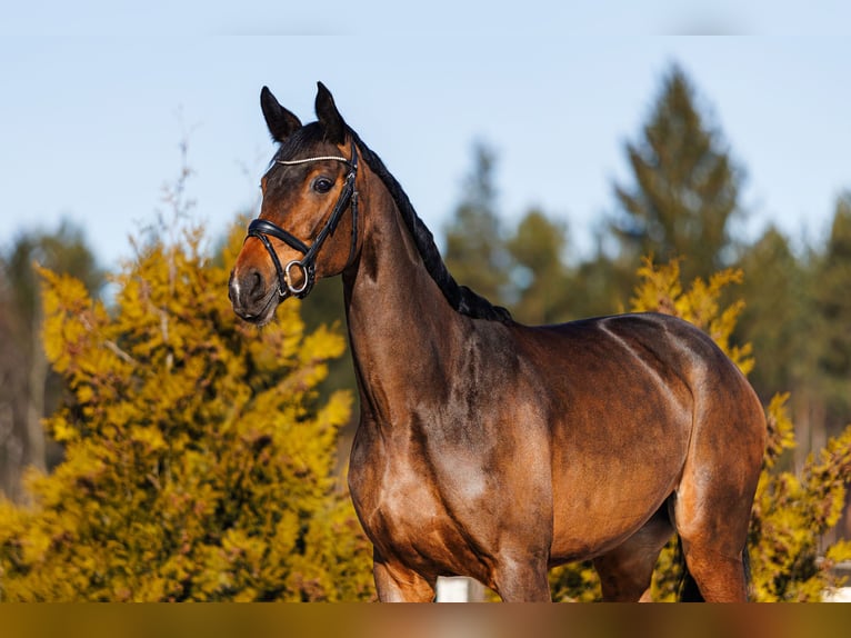 Trakehner Merrie 5 Jaar 167 cm Roodbruin in Vilnius