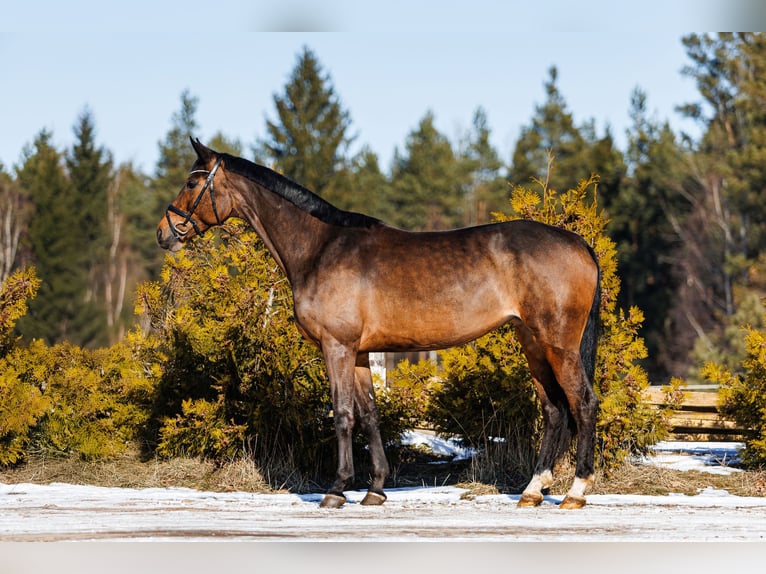 Trakehner Merrie 5 Jaar 167 cm Roodbruin in Vilnius