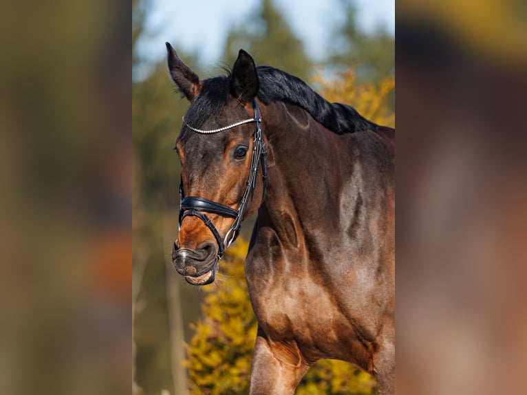 Trakehner Merrie 5 Jaar 167 cm Roodbruin in Vilnius