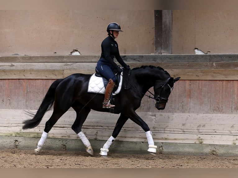 Trakehner Merrie 5 Jaar 167 cm Zwart in Altenstadt