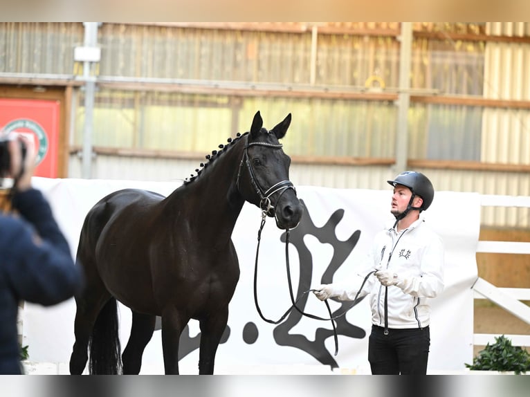 Trakehner Merrie 5 Jaar 167 cm Zwart in Neumünster