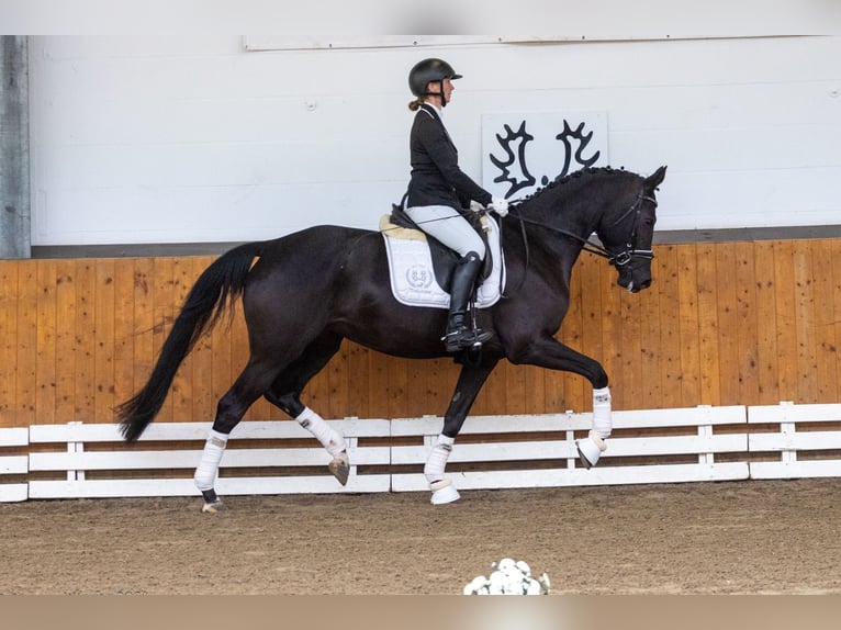 Trakehner Merrie 5 Jaar 167 cm Zwart in Neumünster